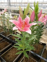 [4490 PO78 LUN 3452 No01.JPG]